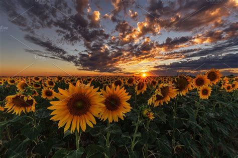 Sunset Over A Sunflower Field Field Wallpaper Nature Photography