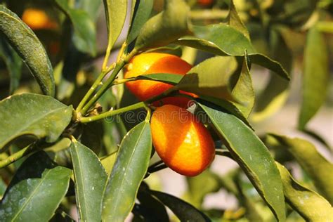 Kumquat Fruits Or Golden Mandarin Oranges On A Tree Stock Image