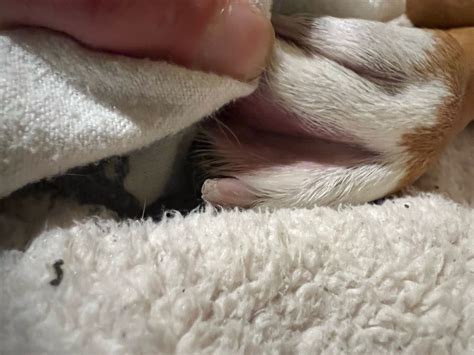 My Dogs One Toe Is Very Swollen And Looks Painful She Was Licking It