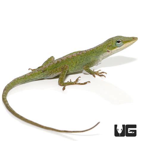 Blue Striped Green Anole Trio Anolis Carolinensi For Sale