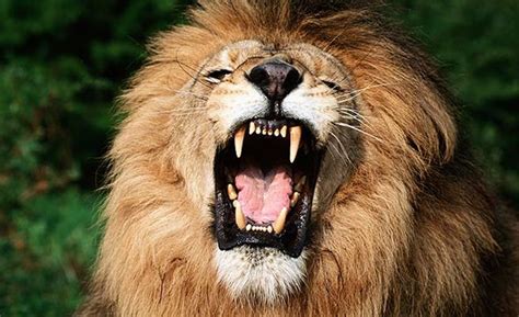 No es ningún secreto que los leones machos son dueños de una melena elegante. Datos interesantes sobre el reino animal. - Taringa!