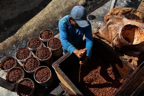 La Ruta Del Cacao Bit Cora Revista