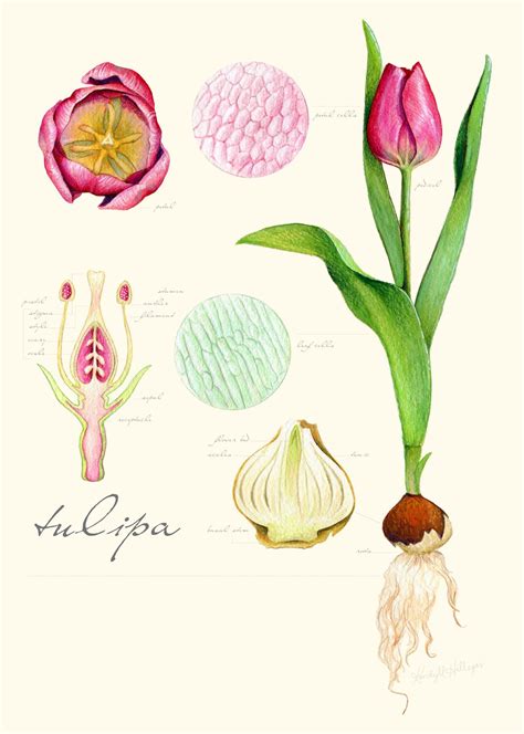 Scientific Illustration — Kendyllhillegas Tulip Anatomy By Kendyll