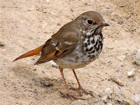 Monticello Park Birds Hermit Thrush