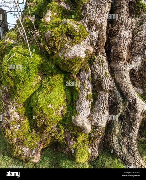 Close Up Of Ash Tree Bark With Green Moss Stock Photo Alamy