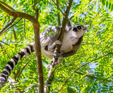 Ring Tailed Lemur San Diego Zoo Wildlife Explorers