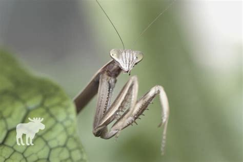 How Do Praying Mantises Mate — Forest Wildlife