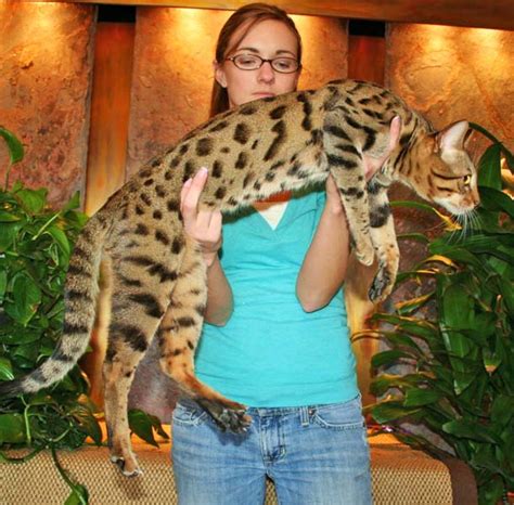High to low nearest first. Exotic Felines for Sale | Savannah Cat Breed