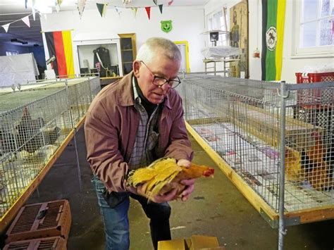 Der Erste Hahnenschrei Darf Ignoriert Werden Kleintiermarkt Und
