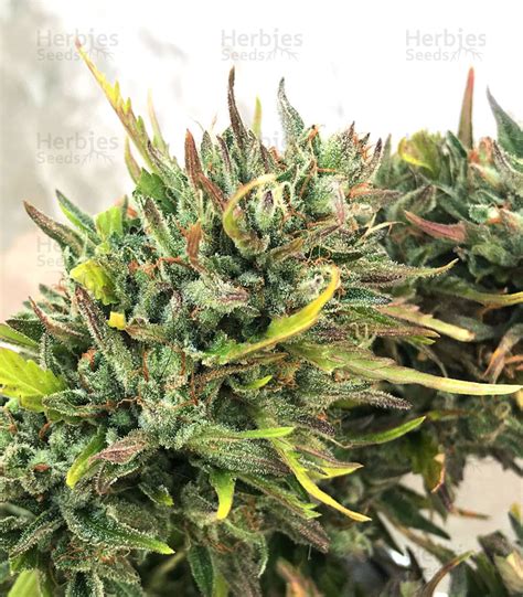 Girl Scout Cookies Auto Feminized Seeds For Sale By Original Sensible Seeds Herbies