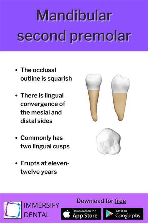 Mandibular Second Premolar Tv Show Life Dental Apple Store T Card