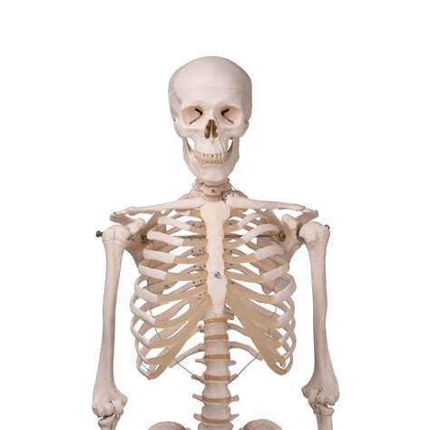Our anatomy and physiology blog. A10 Skeleton Model - Stan - Klinger Educational Products Anatomical Mo
