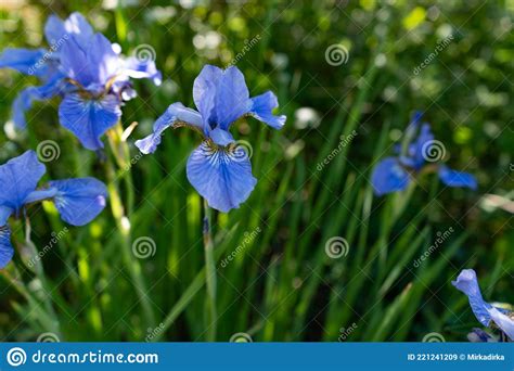 Botanical Blue Iris Flowers On The Flower Bed On Beautiful Sunny Day
