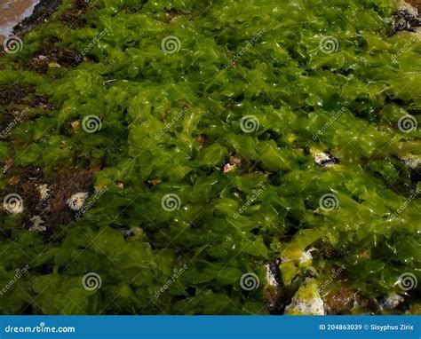 Ulva Lactuca O Lechuga De Mar Algas Verdes Comestibles Imagen De