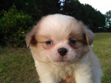 Not proven but willing and interested beautiful parti. Japanese Chin Puppies For Sale | Ahoskie, NC #243806
