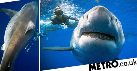 Divers Spot Biggest Great White Shark Ever Seen And Swim Up For Closer