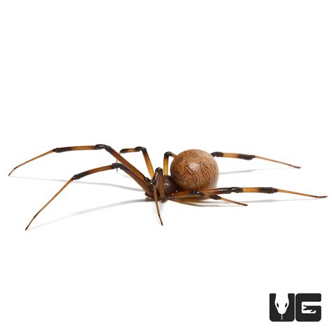 Baby Brown Widow Spiders Latrodectus Geometricus For Sale
