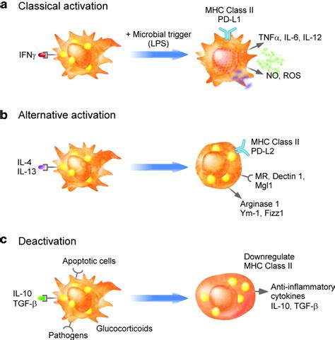 Control Of Macrophage Activation And Function By Ppars Circulation