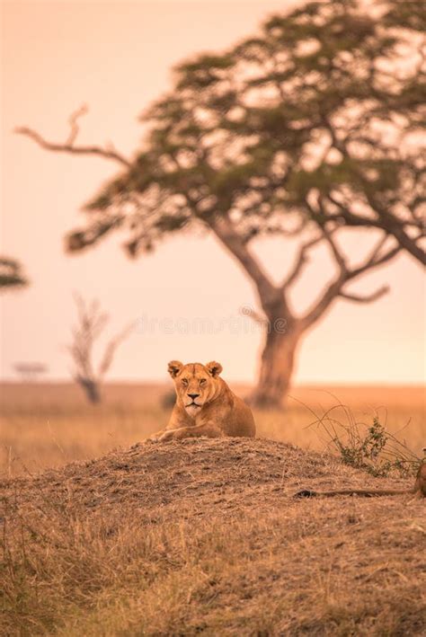 Female African Lion Panthera Leo On Top Of A Hill In Tanzania S
