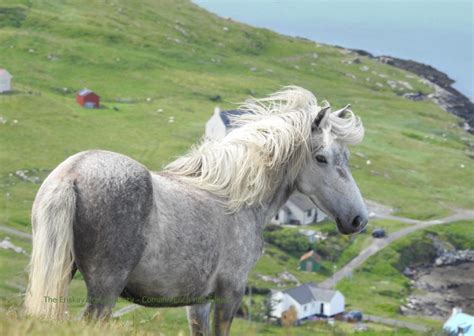 Horse Breed Eriskay Pony Horse Riding Holidays And Safaris