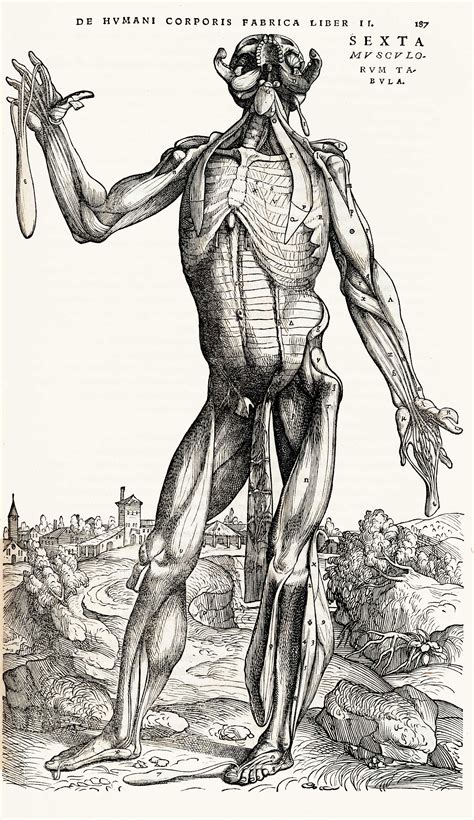 These Old Anatomical Drawings Are Worth Dissecting 1843 Human