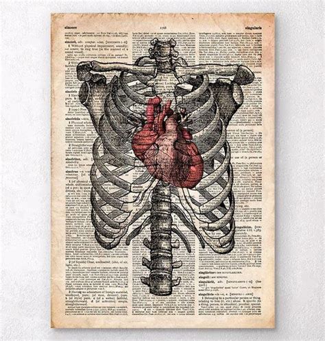 Rib Cage With Organs Illustration Human Rib Cage Over Lungs Heart