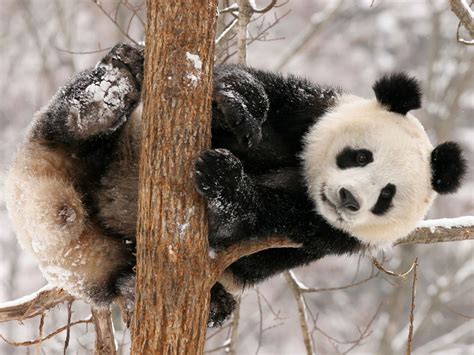 Wallpapers Funny Panda Wallpapers