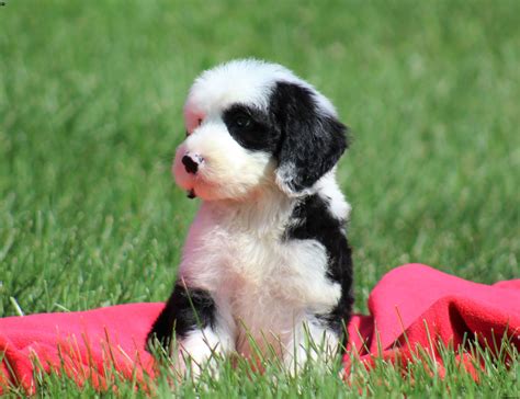 Affectionate, intelligent, healthy aussiedoodle, bernedoodle, and sheepadoodle puppies. Sheepadoodle Puppies for Sale | Greenfield Puppies