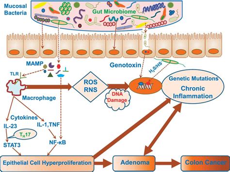 The Gastrointestinal Microbiota And Colorectal Cancer American