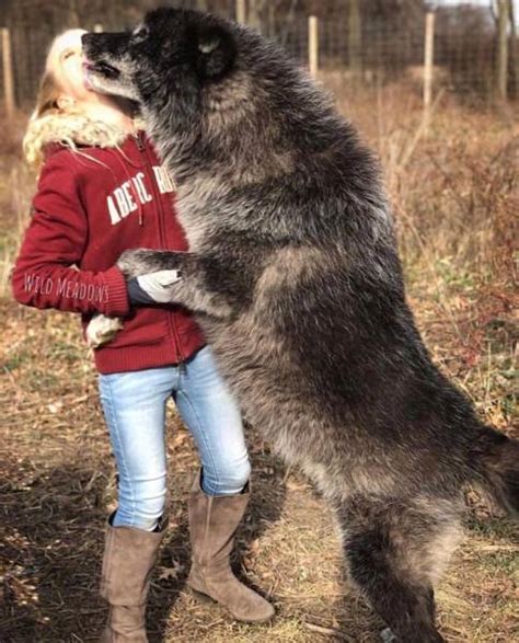 Wolf Dog Hybrids Animals