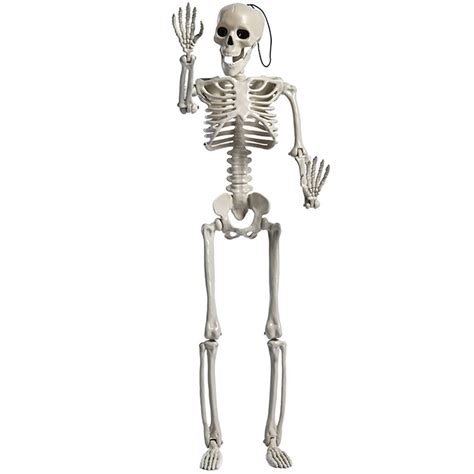 Halloween Skeleton Full Body Novelty Realistic Faux Human Skeleton