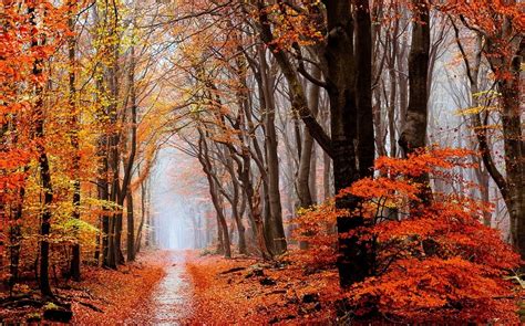 1280x990 Forest Mist Fall Leaves Trees Path Nature Landscape
