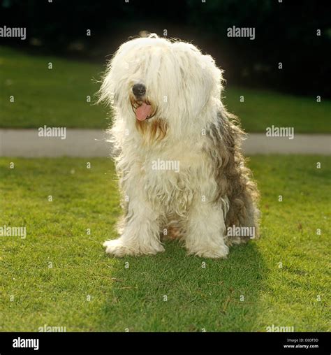 Old English Sheepdog High Resolution Stock Photography And Images Alamy