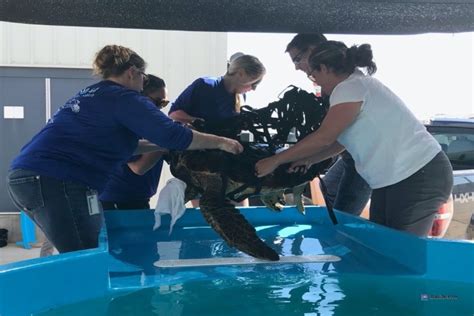 Rescued Sea Turtle Minus One Flipper Released Back To Sea