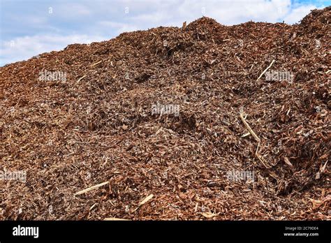 Bark Removed From Tree Hi Res Stock Photography And Images Alamy