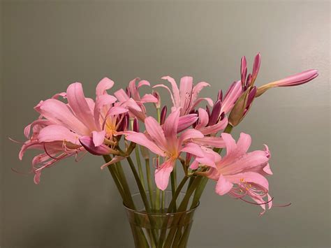 Lycoris Squamigera Amaryllidaceae Image At Phytoimages Siu Edu