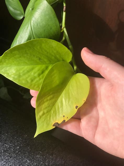 Why Did My Pothos Develop These Brown Spots On Its Leaves Plantclinic