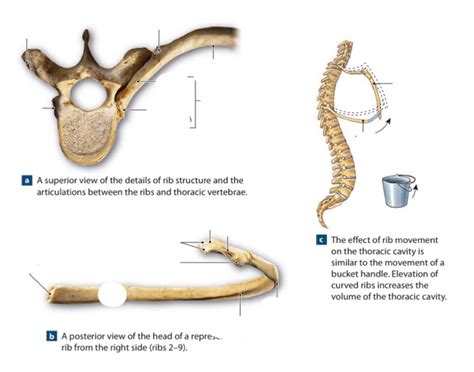 Ribs 2 through 7 have a more traditional appearance and become longer and less curved as they progress downwards. Anatomy Ribs Part 2