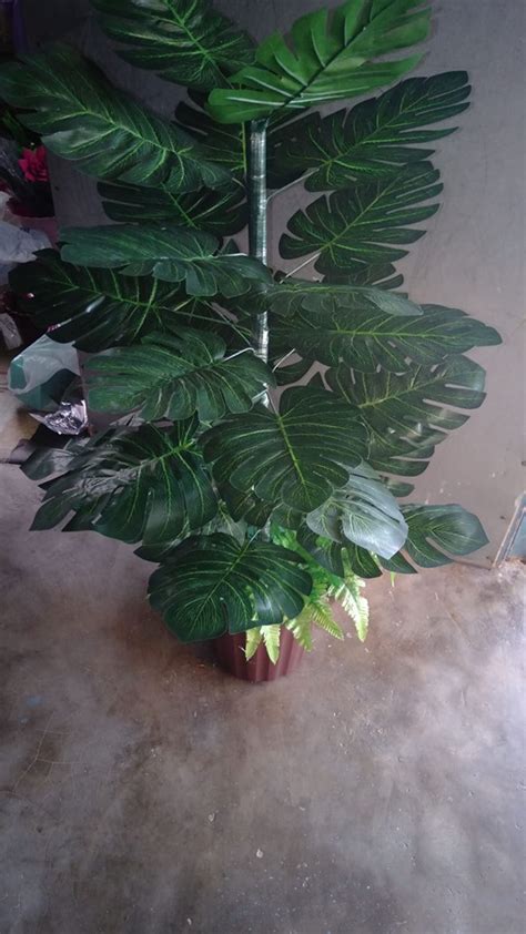 Maybe you would like to learn more about one of these? Tutorial Buat Pokok Bunga Monstera Yang Super Cantik Untuk ...