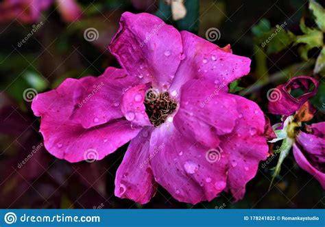 My Pretty In Pink Flower With Dew Droplets Stock Photo Image Of