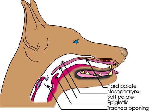 Dog Throat Anatomy With Diagram Pharynx And Larynx Anatomylearner