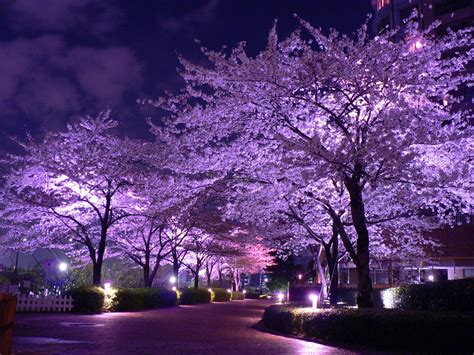 Blossoms N Light Purple Trees Purple Love Beautiful Landscapes
