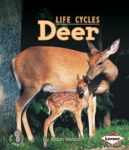 17 Best Images About White Tailed Deer Life Cycle On Pinterest A Deer