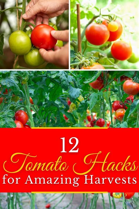 12 Tomato Growth Hacks For A High Yield Harvest Gardening