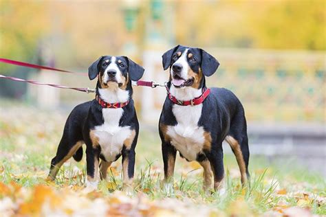 Entlebucher Mountain Dog Dog Breed Information Entlebucher Mountain