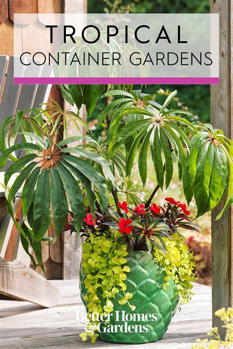 No Fail Tropical Container Garden Combinations Artofit