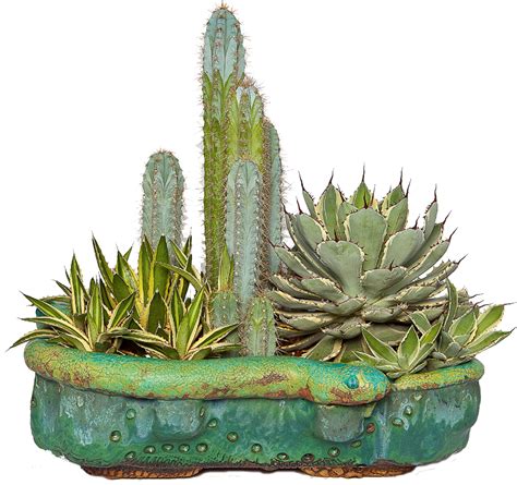 Potted Cactus Png Png Image Collection
