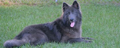 Blue Bay Shepherd The Essential Breed Guide Pets4you