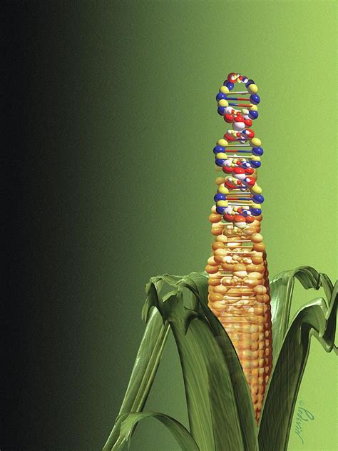 Genetically Modified Food Photograph By Jean Francois Podevinscience