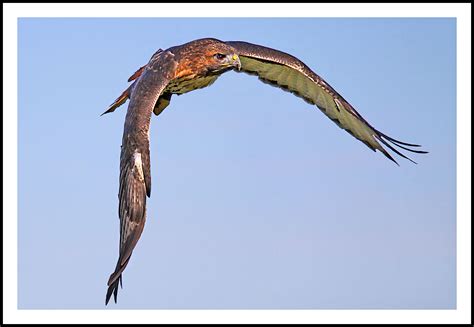 Wallpaper Beak Fauna Wildlife Sky Wing Feather Hawk Bird Of